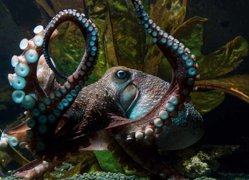 Inky the octopus at National Aquarium of New Zealand in Napier.<br/>Courtesy of National Aquarium of New Zealand Inky the octopus at National Aquarium of New Zealand in Napier.<br/>Courtesy of National Aquarium of New Zealand