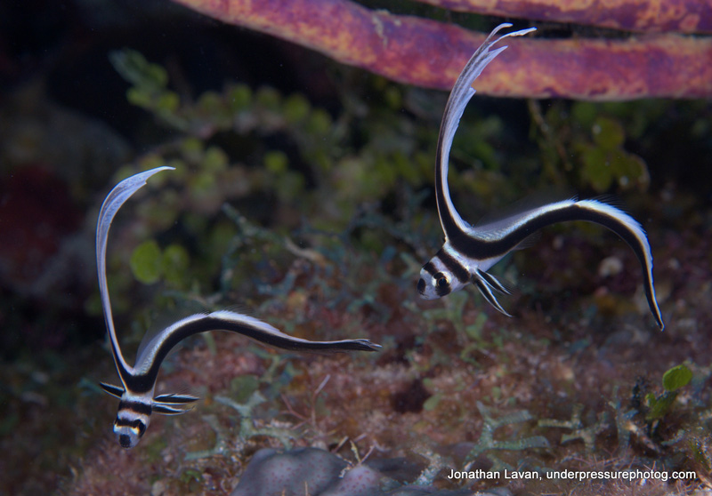 Nikon D300 with 60mm macro lens. ISO 200, f/11, 1/200