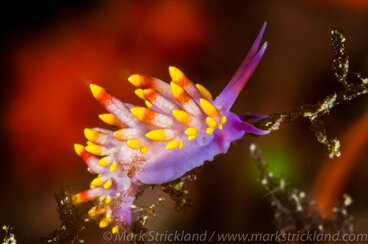 Fiji on the Nai'a Fiji on the Nai'a