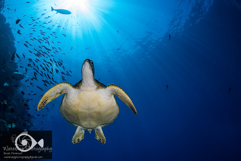 A green sea turtle soars beneath a beautiful sunburst.