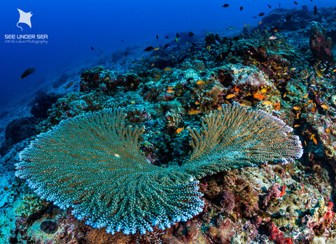 Canon 5D Mark III, Sea & Sea MDX5Dv2 Housing, Canon 8-15mm f4/L at 15mm, Zen DP-100 Mini Dome Port, Dual Sea & Sea YS-D1 Strobes . Exposure: 1/125th, f/11 ISO 320. Dive site: Lighthouse Reef, Narcondam Island.