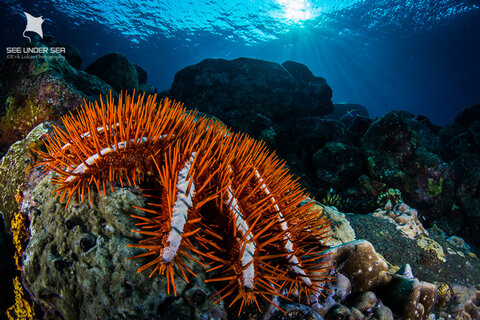 Canon 5D Mark III, Sea & Sea MDX5Dv2 Housing, Canon 8-15mm f4/L at 15mm, Zen DP-100 Mini Dome Port, Dual Sea & Sea YS-D1 Strobes. Exposure: 1/200th, f/16 ISO 160. Dive site: Manta Point, Barren Island.