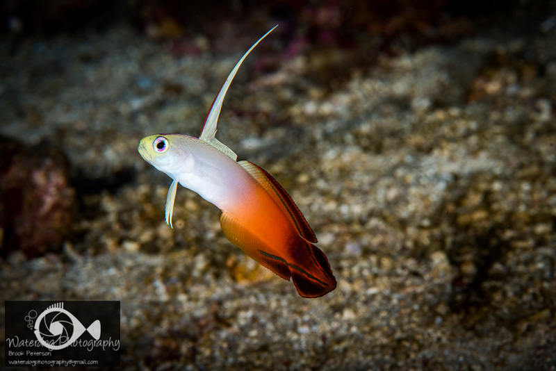A fire goby in full display.