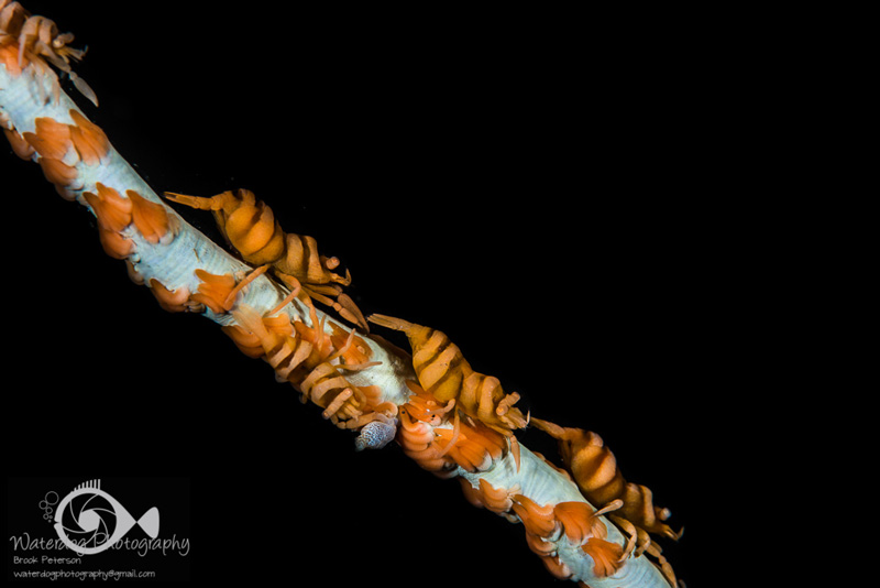 A gathering of whip coral shrimp presents a unique perspective.