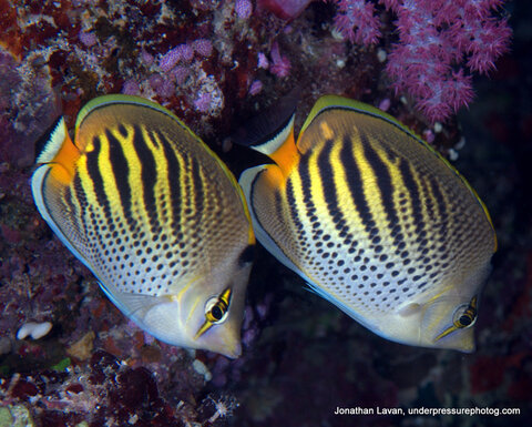 Nikon D300 with 60mm macro lens. ISO 200, f/10, 1/125