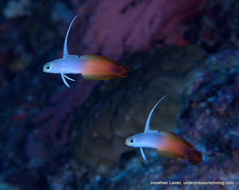 Nikon D300 with 60mm macro lens. ISO 200, f/10, 1/125