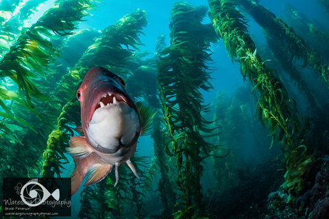 A sheephead admires his reflection in the kelp forests of California.