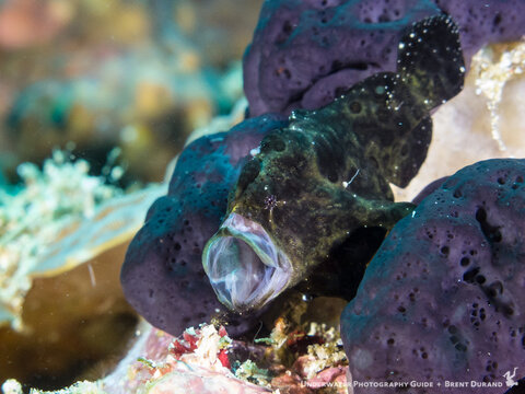 Canon G16, Fantasea housing, dual I-Torch venom38 lights. ISO 320, f/5.0, 1/200