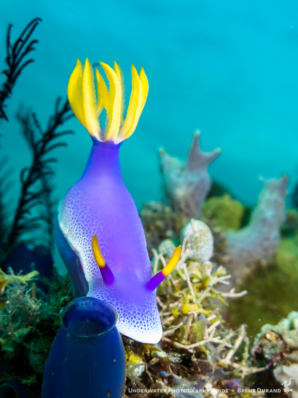 Canon G16, Fantasea housing, single I-Torch venom38 light. ISO 160, f/4, 1/160