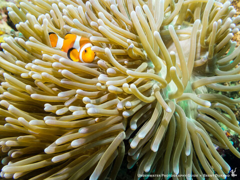 Canon G16, Fantasea housing, single I-Torch venom38 light. ISO 160, f/4, 1/125