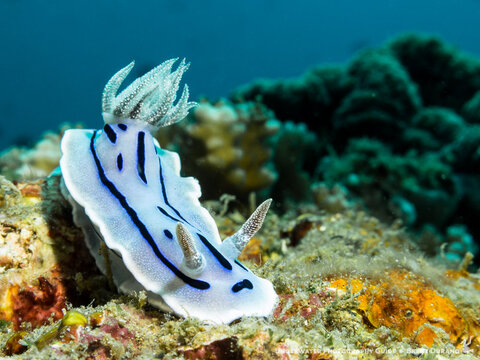 Canon G16, Fantasea housing, single I-Torch venom38 light. ISO 100, f/7.1, 1/100