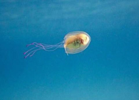 "He was trapped in there but controlled where the Jellyfish was moving" - Tim Samuel