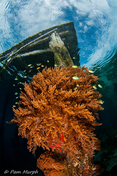 On a workshop in Raja Ampat, adding depth and layers, making photos stand out off the page, was a primary goal. I had in mind my ultimate layered shot - a jetty, soft corals, fish life and a Snell’s window. I spent several dives underneath Arborek Jetty working this preplanned shot and here is the final result. Nikon D90, Tokina 10-17 at 10, f/18. 1/125th, ISO 200, DS125 and 161 strobes.