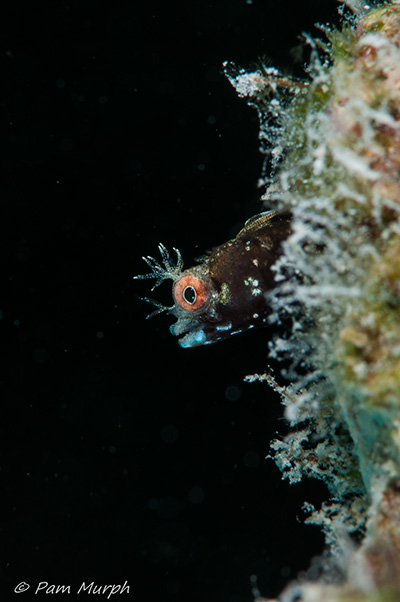 The second workshop I did focused on creative techniques. This was my first introduction to off camera strobes, and I took a new 105 macro lens along. I spent time in the pool with both before trying in open water. This shot brings both elements together. Sunset Reef, Grand Cayman. Nikon D90, 105 lens, f/20, 1/160th, ISO 200, DS161 strobe, one off camera strobe placed behind the coral head.