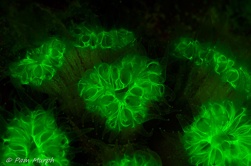 During workshops, you can try out new techniques and sometimes equipment. I was able to try fluorescence photography this way and add this to my portfolio of work. This shot was then used by National Geographic for an article on the night. And this was my first time trying the technique. Sunset Reef, Grand Cayman. Nikon D90, 60mm, f/14, 1/100, ISO 200, strobes with filters.