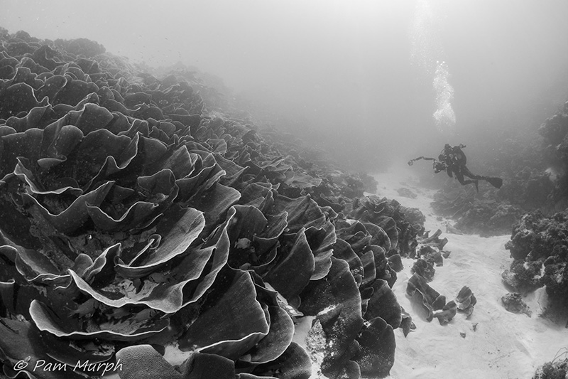 Ambient light and large scenes are not my favorites to shoot. So I went with a mission on my most recent workshop in Palau where I spent several days shooting only ambient light on wide angle scenes. I utilized the knowledge of the leader and other participants to help me gain a better grasp of this type of photography. Many photos hit the trash bin, but I have some keepers too. Ulong Channel, Palau. Nikon D7100, Tokina 10-17, f/8, 1/100th, ambient light, converted to B&W.