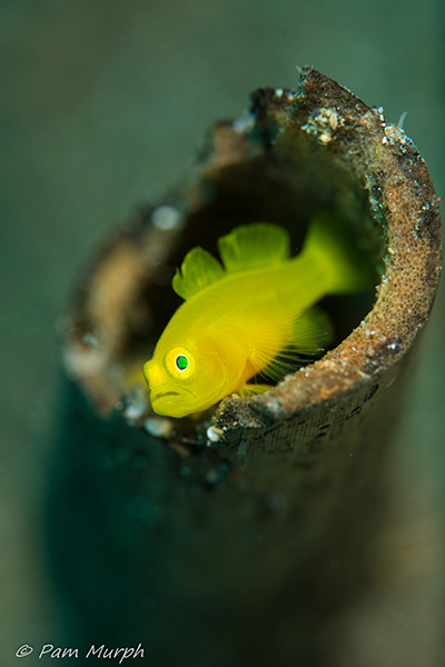 When looking at macro shots, I find blurred backgrounds pleasing. In the past, I could not seem to get this shot like I wanted. During a macro workshop in Anilao last year, I forced myself to get outside my comfort zone in my macro photography and hone this technique. I sat in the sand over multiple dives working this type of shot, reviewing, and going back again to get it down. Here is one of my favorites from that workshop. Nikon D7100, 105 macro, f/10, 1/320th, DS125 and 161 strobes.