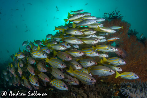 Aquatica A7RII Housing, Canon 8-15mm fisheye with Metabones adapter. ISO 200, f/11, 1/200