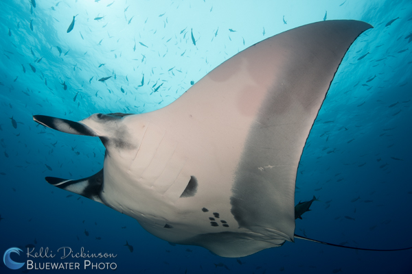 Manta Ray in Socorro, Sony 16-35mm, ISO 100, F6.3, 1/125th Socorro Manta