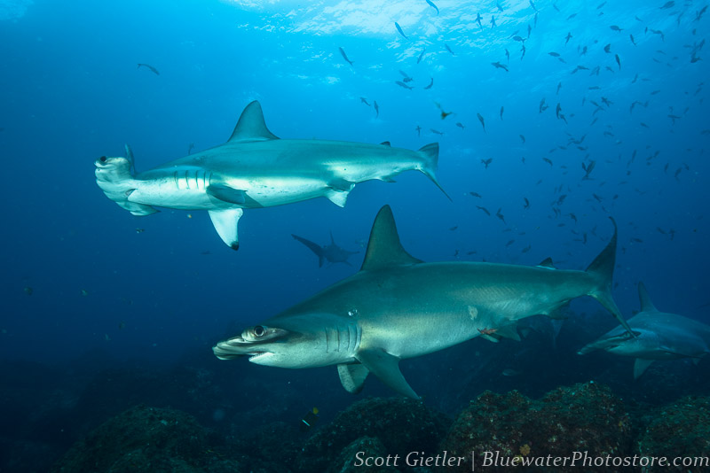 Hammerheads at Wolf Island, Galapagos - F9, 1/125th, ISO 250, @22mm Nikon 16-35mm lens review for underwater photography