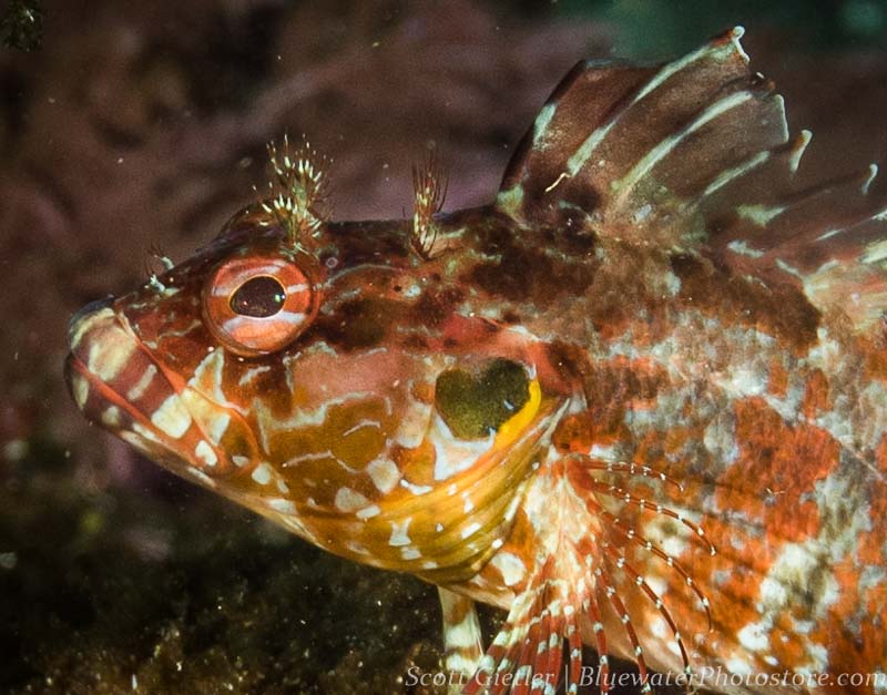Island Kelpfish detail 100% crop, at 35mm, F8