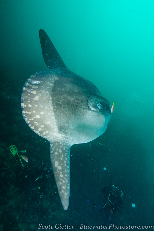 Mola mola at 16mm. F6.3, ISO 320, 1/125th Nikon 16-35mm lens review