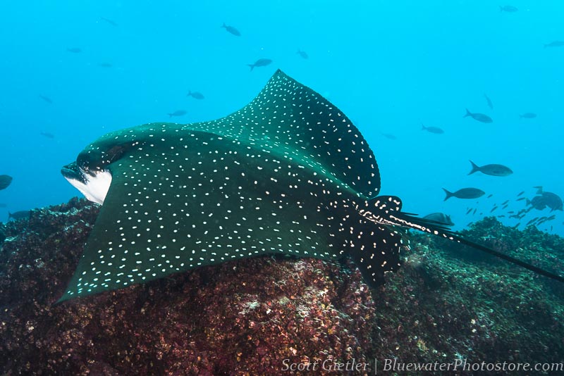 Spotted eagle ray