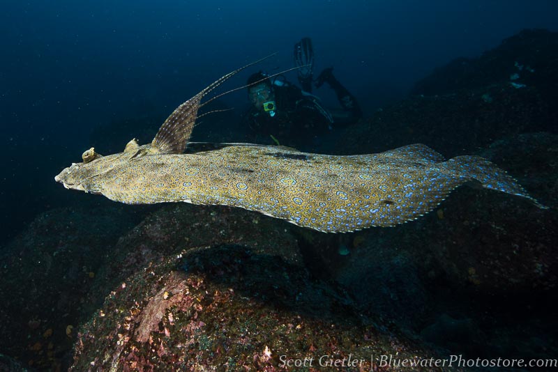 Peacock Flounder fly by, 16mm, F11
