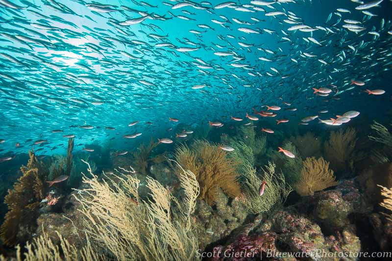 Galapagos cold water reef scene at 16mm. F6.3, 1/320th, ISO 200