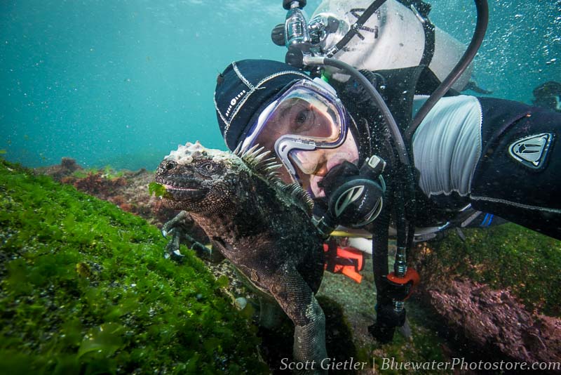 Marine Iguana selfie at 16mm. F8, 1/200th, ISO 250 Marine Iguana selfie Galapagos