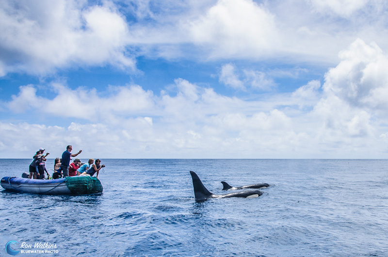 The large male orca surfaces with a mature female close to the panga.