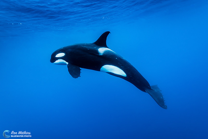 A solo female orca splits from the pod to get a closer look.