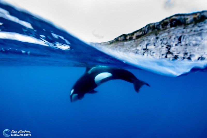 An orca plays in the waves along the coast of Darwin Island
