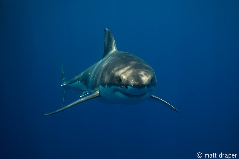 Male Great White shark captured in Neptune Islands, South Australia. Natural light. Canon 5D MKIII Canon f4 16-35mm 1/640 f5.6 ISO 320 focal length 35mm