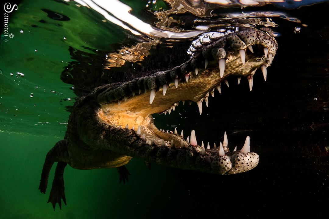 A crocodile models its teeth. Shot with Fantasea Canon G9X housing. Photo: Boaz Samorai