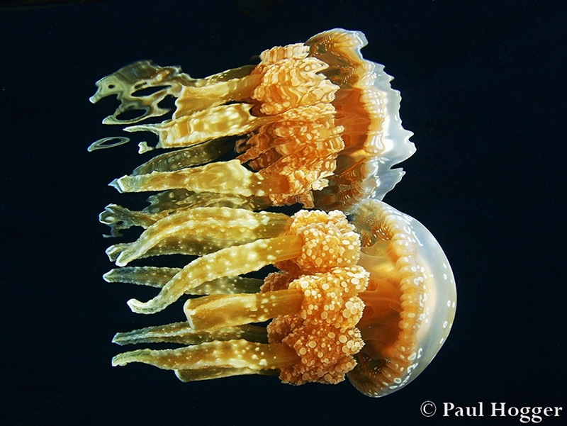 Lisa used her 60mm macro lens with its greater aperture range to get some reflection photos of the smaller Jellyfish on the surface.