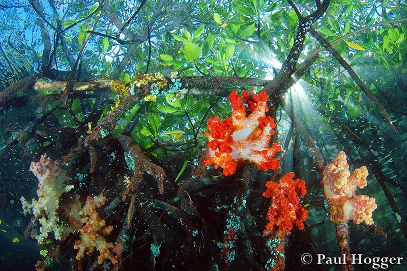 The Bluewater Mangroves is a special place for photographers wanting something unique. Snorkelling for hours in, under and around the mangroves with the shallow soft coral growth can be very rewarding.