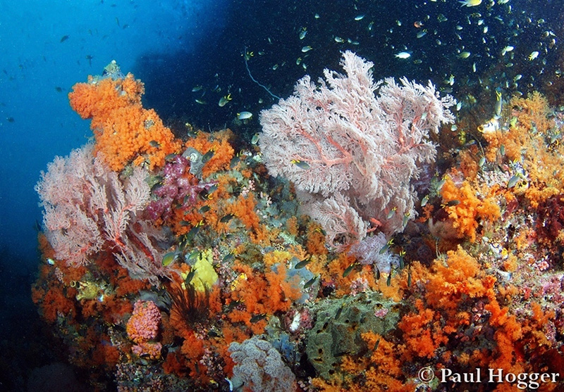 The colourful soft corals of Misool in our opinion are some of the best on the planet. The currents and latitude allow for stunning growth in relatively shallow depths making for more time and better light for photographers. Most of our soft coral images were taken from 6m/20ft to 18m/60ft depth.