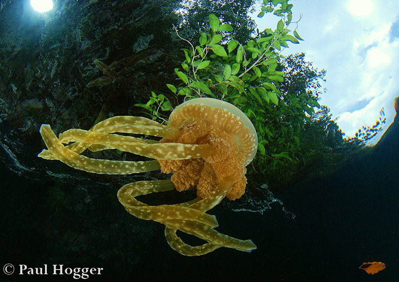 We found by concentrating on just 1 or 2 Jellyfish in the frame made for easier composition and better close frame wide angle opportunities