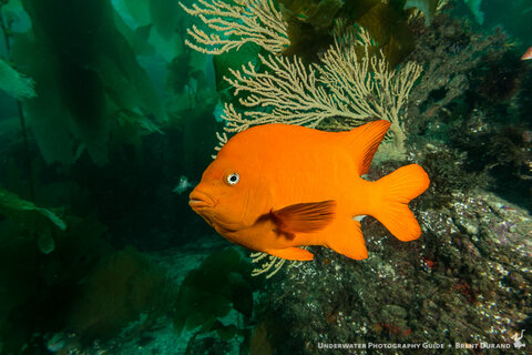 A garibaldi swims in the kelp forest off Catalina Island. Canon G7 X Mk II, Fantasea FG7XII housing. f/6.3, 1/80, 8.8mm uncropped.