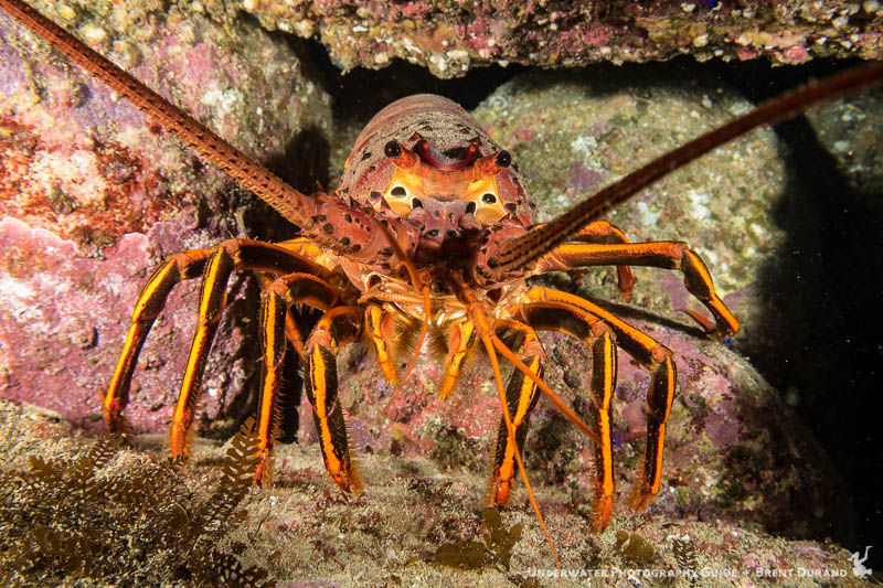 A lobster peers out from the rocks at Catalina. Canon G7 X Mk II, Fantasea FG7XII housing. f/7.1, 1/125, 14.5mm uncropped.