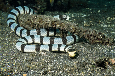 Wider scenes, like this sea snake on the sand, are no problem for the Sea Dragon Flash.