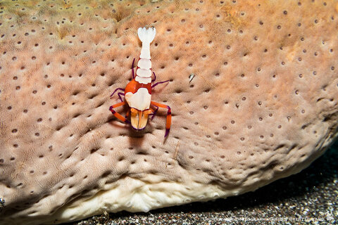 Emperor shrimp with internal parasite. Fantasea FG7X II housing. Photo: Brent Durand