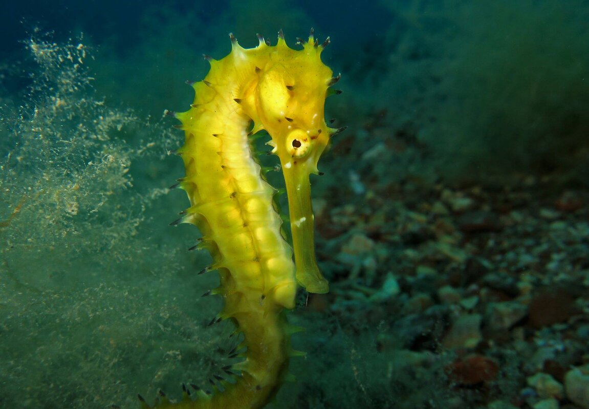 A thorny seahorse eyes the camera. Shot with Fantasea Canon G9X housing. Photo: Boaz Samorai