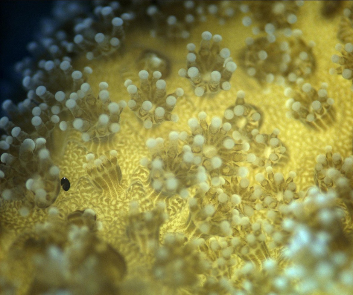A coral Stylophora recorded on a reef in Israel