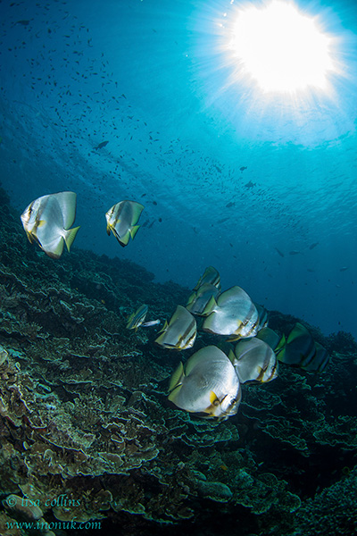 A small school of batfish swim under a sunburst.
