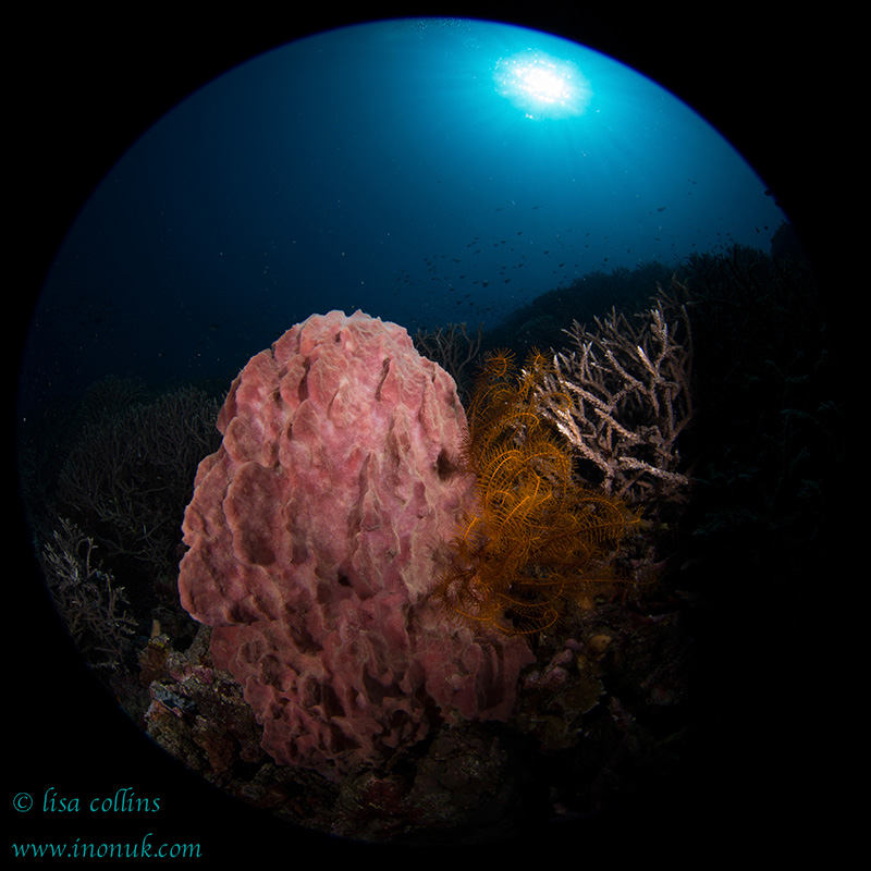 A giant sponge is framed against the sun with the Canon 8-15mm circular fisheye.