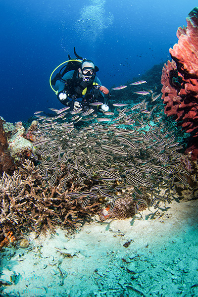 Two great wide-angle subjects combined at Fakui - a diver and school of catfish