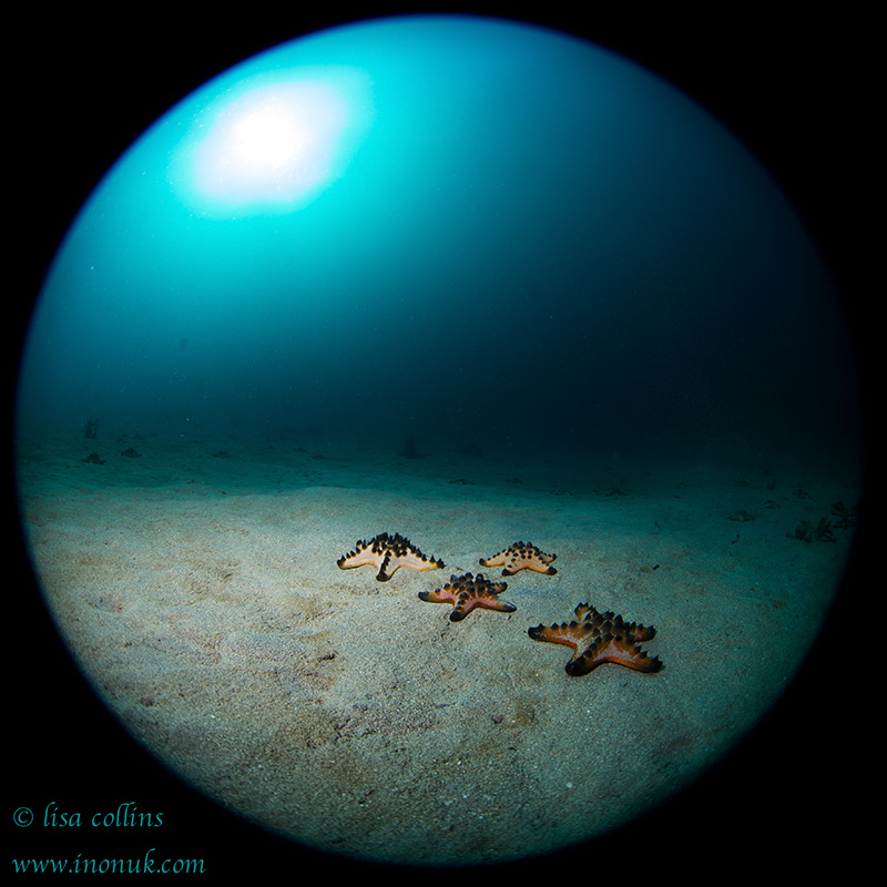 A group of starfish gathers at Bolung 1, a macro site teeming with life... and some wide-angle opportunities