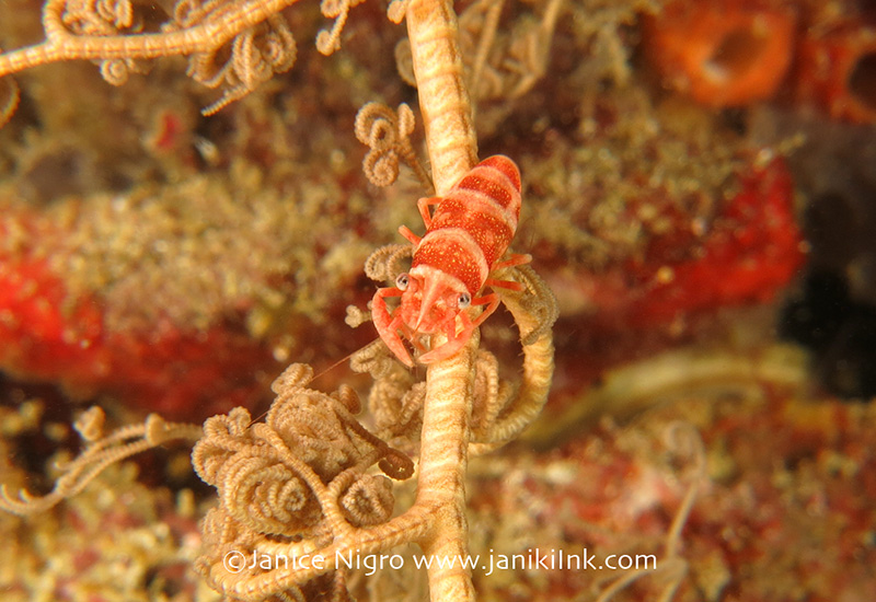 Exposed basket sea star shrimp near the Cendana Pearl Farm Jetty (Aljui Bay). 1X Inon UCL-165M67